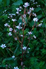 Fotografia da espécie Saxifraga spathularis