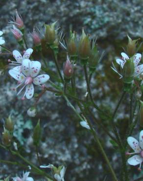 Fotografia 3 da espécie Saxifraga spathularis no Jardim Botânico UTAD