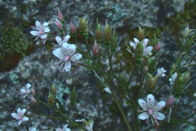 Fotografia da espécie Saxifraga spathularis