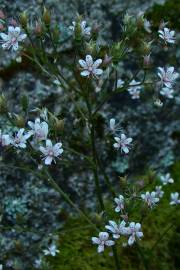 Fotografia da espécie Saxifraga spathularis