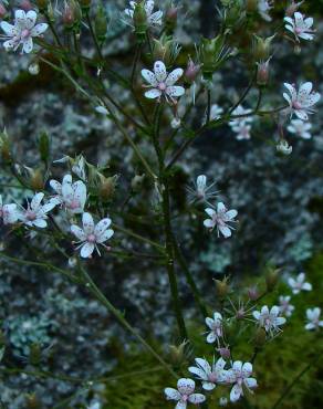 Fotografia 4 da espécie Saxifraga spathularis no Jardim Botânico UTAD