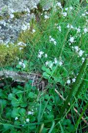 Fotografia da espécie Saxifraga spathularis