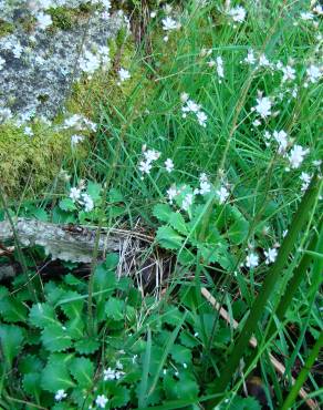 Fotografia 5 da espécie Saxifraga spathularis no Jardim Botânico UTAD