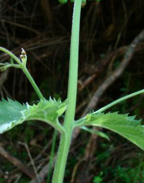 Fotografia 1 da espécie Scrophularia herminii no Jardim Botânico UTAD