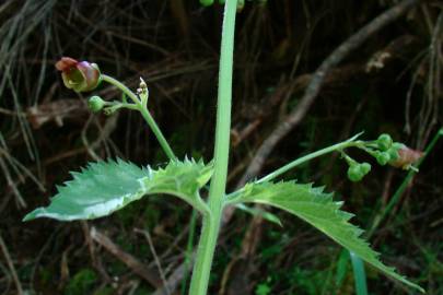 Fotografia da espécie Scrophularia herminii