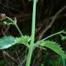 Fotografia 1 da espécie Scrophularia herminii do Jardim Botânico UTAD