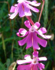 Silene scabriflora subesp. scabriflora