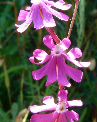 Fotografia de capa Silene scabriflora subesp. scabriflora - do Jardim Botânico