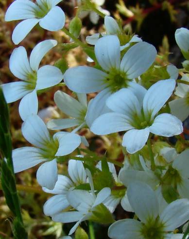 Fotografia de capa Saxifraga fragosoi - do Jardim Botânico