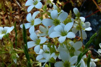 Fotografia da espécie Saxifraga fragosoi