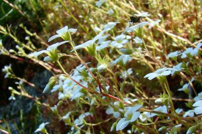 Fotografia da espécie Saxifraga fragosoi