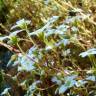 Fotografia 4 da espécie Saxifraga fragosoi do Jardim Botânico UTAD