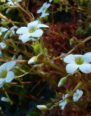 Fotografia 5 da espécie Saxifraga fragosoi no Jardim Botânico UTAD