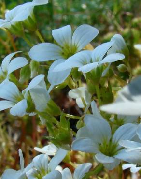 Fotografia 6 da espécie Saxifraga fragosoi no Jardim Botânico UTAD