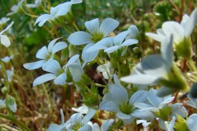 Fotografia da espécie Saxifraga fragosoi