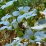 Fotografia 6 da espécie Saxifraga fragosoi do Jardim Botânico UTAD