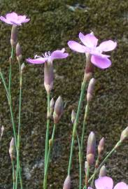 Fotografia da espécie Dianthus pungens subesp. langeanus
