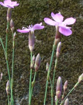Fotografia 5 da espécie Dianthus pungens subesp. langeanus no Jardim Botânico UTAD