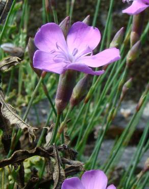 Fotografia 6 da espécie Dianthus pungens subesp. langeanus no Jardim Botânico UTAD