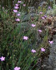 Fotografia da espécie Dianthus pungens