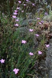 Fotografia da espécie Dianthus pungens subesp. langeanus