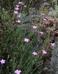 Dianthus pungens subesp. langeanus