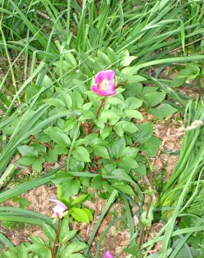 Fotografia 3 da espécie Paeonia broteri no Jardim Botânico UTAD