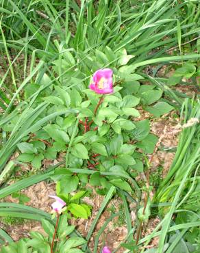 Fotografia 3 da espécie Paeonia broteri no Jardim Botânico UTAD