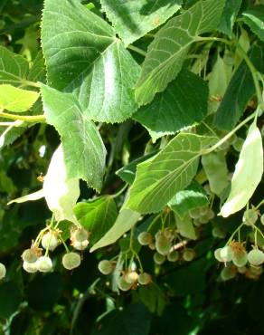 Fotografia 4 da espécie Tilia x europaea no Jardim Botânico UTAD