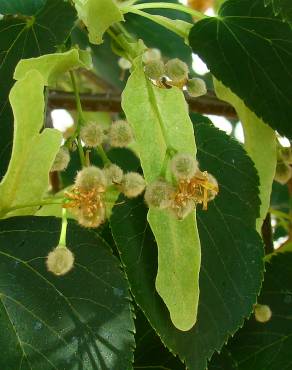 Fotografia 5 da espécie Tilia x europaea no Jardim Botânico UTAD