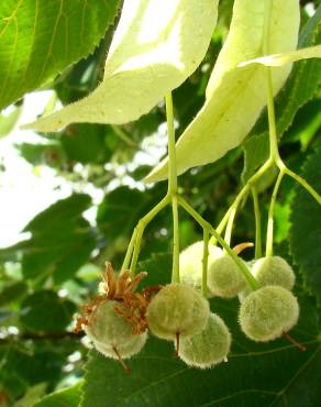 Fotografia 1 da espécie Tilia x europaea no Jardim Botânico UTAD