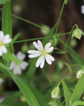 Fotografia 2 da espécie Stellaria holostea no Jardim Botânico UTAD