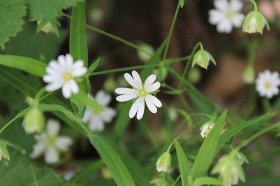 Fotografia da espécie Stellaria holostea