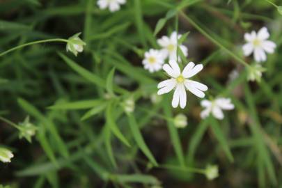 Fotografia da espécie Stellaria holostea