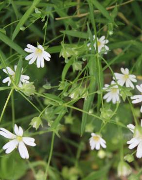 Fotografia 4 da espécie Stellaria holostea no Jardim Botânico UTAD