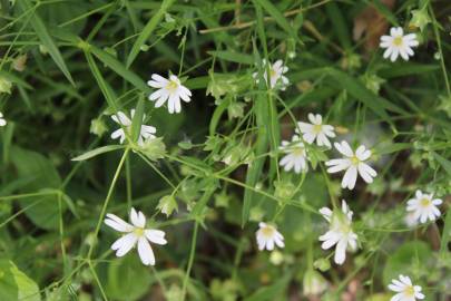 Fotografia da espécie Stellaria holostea