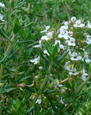 Fotografia 8 da espécie Thymus zygis subesp. zygis no Jardim Botânico UTAD