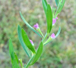 Fotografia da espécie Lythrum hyssopifolia