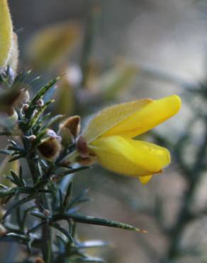 Fotografia 7 da espécie Ulex minor no Jardim Botânico UTAD