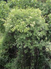 Fotografia da espécie Sambucus nigra subesp. nigra