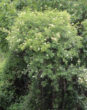 Fotografia 9 da espécie Sambucus nigra subesp. nigra no Jardim Botânico UTAD