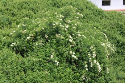 Fotografia da espécie Sambucus nigra subesp. nigra