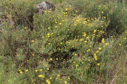 Fotografia da espécie Halimium lasianthum subesp. alyssoides