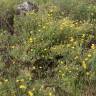 Fotografia 4 da espécie Halimium lasianthum subesp. alyssoides do Jardim Botânico UTAD