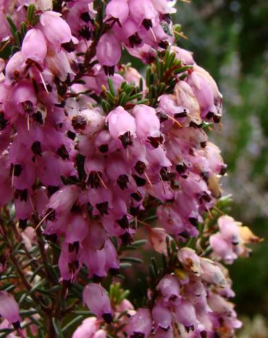 Fotografia de capa Erica australis - do Jardim Botânico