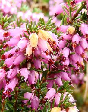 Fotografia 5 da espécie Erica australis no Jardim Botânico UTAD