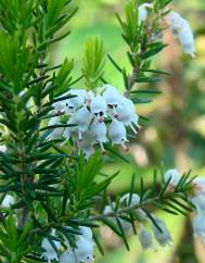 Erica arborea