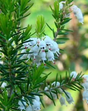 Fotografia 1 da espécie Erica arborea no Jardim Botânico UTAD