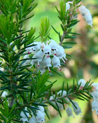 Fotografia de capa Erica arborea - do Jardim Botânico