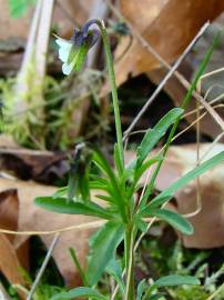 Fotografia da espécie Viola kitaibeliana